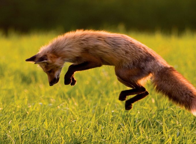 Wallpaper Red Fox, green grass, jumping, sunny day, wild nature, Animals 652215406